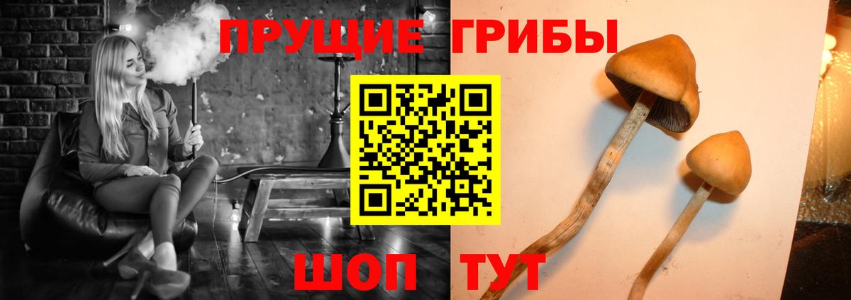 где продают   Вход с VPN  Темрюк  Псилоцибиновые грибы мицелий 
